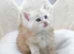 Brooklyn - Maine Coon Kitten For Sale - Spokane, WA, US