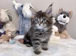 Fifi - Maine Coon Kitten For Sale - 