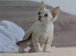 Yama - Devon Rex Kitten For Sale - Hollywood, FL, US