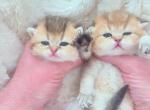Golden color litter males and fet - British Shorthair Kitten For Sale - 