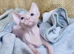 Alicia - Sphynx Kitten For Sale - Norwalk, CT, US