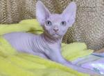 Archie - Sphynx Kitten For Sale - Norwalk, CT, US