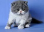 Cowboy - Exotic Kitten For Sale - Norwalk, CT, US