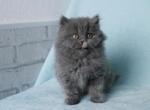 British Longhair Handi - British Shorthair Kitten For Sale - Jersey City, NJ, US