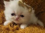 Persian female kitten white - Persian Cat For Sale - MA, US