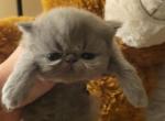 Bluewee persian male kitten - Persian Kitten For Sale - MA, US