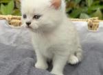 Adopted - Scottish Straight Kitten For Sale - 