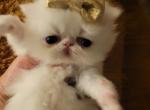 Persian white female kitten Snowflake - Persian Kitten For Sale - MA, US