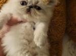 Persian female colorpoint - Persian Kitten For Sale - MA, US