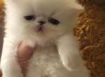 White persian male kitten - Persian Kitten For Sale - MA, US