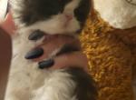 White and grey and black and white persi available - Persian Kitten For Sale - MA, US