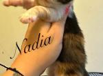 Nadia - Maine Coon Kitten For Sale - Greensburg, IN, US