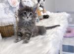 Fika - Maine Coon Kitten For Sale - 