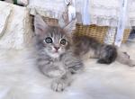 Fynn - Maine Coon Kitten For Sale - New York, NY, US