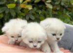 New litter is in August - Scottish Fold Kitten For Sale - 