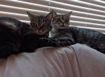 JLo & Bosch - Domestic Cat For Adoption - Sugar Land, TX, US
