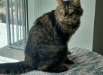Frank - Domestic Cat For Adoption - 