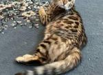Mickey - Bengal Kitten For Sale - 
