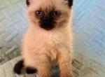 Smokey - Siamese Kitten For Sale - Akron, OH, US