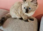 Seal tortie mink ragdoll - Ragdoll Kitten For Sale - Jacksonville, NC, US