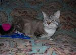 Slinky Chonky Limousine - Munchkin Cat For Sale/Retired Breeding - Sacramento, CA, US