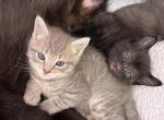 The Boys Club - Siberian Kitten For Sale - Hopatcong, NJ, US