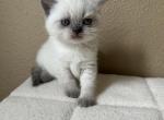 Scottish straight blue point girl - Scottish Straight Kitten For Sale - Houston, TX, US