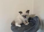 Jack - Siamese Kitten For Sale - McLean, VA, US