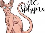Ae sphynx - Sphynx Kitten For Sale - 