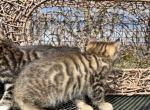 Lala - Bengal Kitten For Sale - Crete, IL, US