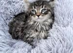 Jia - American Bobtail Kitten For Sale - Crete, IL, US