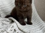 Chocolate straight male - Scottish Straight Kitten For Sale - Springfield, MO, US