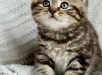 Scottish straight male - Scottish Straight Kitten For Sale - Springfield, MO, US