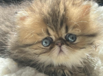 Sold golden girl - Persian Kitten For Sale - Wisconsin Rapids, WI, US