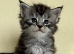 Girl Ameli - Maine Coon Kitten For Sale - 