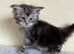 Girl Anastasia - Maine Coon Kitten For Sale - 
