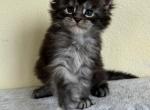 Girl Aurora - Maine Coon Kitten For Sale - 