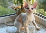 Maxwell 1 - Devon Rex Kitten For Sale - Los Angeles, CA, US