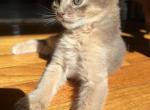 Cooper - Somali Kitten For Sale - Brooklyn, NY, US