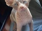 Junior - Sphynx Kitten For Adoption - Charlotte, NC, US