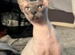 Bruce - Sphynx Cat For Sale - Charlotte, NC, US