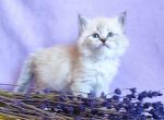 Ruta - Siberian Kitten For Sale - Norwalk, CT, US