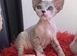 Iris - Devon Rex Kitten For Sale - Norwalk, CT, US