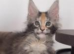 Ezhevika - Maine Coon Kitten For Sale - Miami, FL, US