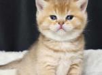 Baby Milo - British Shorthair Kitten For Sale - Washington, DC, US