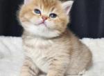 Baby Mila - British Shorthair Kitten For Sale - Washington, DC, US