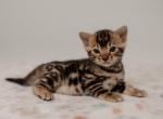 Bruno - Bengal Kitten For Sale - Norwalk, CT, US