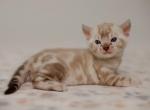 Benjamin - Bengal Kitten For Sale - Norwalk, CT, US