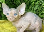 Kitty - Sphynx Kitten For Sale - Norwalk, CT, US