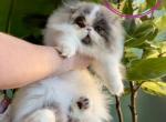 Theo - Persian Kitten For Sale - 